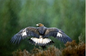 Golden Eagle, Male Perched, Highlands, Scotland