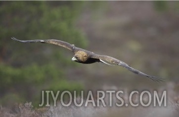 Golden Eagle, Adult in Flight, Scotland