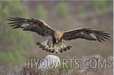 Golden Eagle, Adult Landing, Scotland