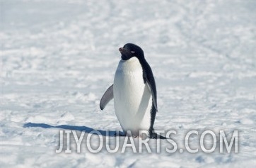 Adelie Penguin in Snow, Antarctica