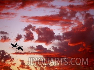 Silhouette of Roseate Spoonbills in Flight at Sunset, Tampa Bay, Florida, USA