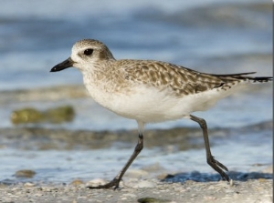 Closeup of a Black Bellied Plover, Sanibel Island, Florida