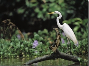 A Great Egret, Casmerodius Albus, Perches on Fallen Tree Limb