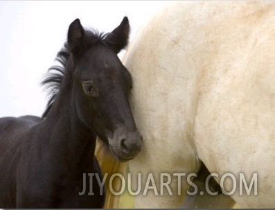 Detail of White Camargue Mother Horse and Black Colt, Provence Region, France