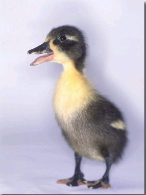 Domestic Duck, Duckling