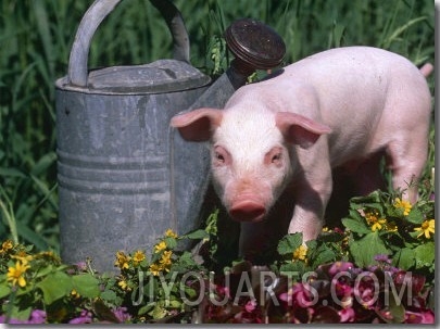 Domestic Piglet Beside Watering Can, USA