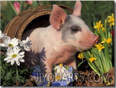 Domestic Piglet in Barrel, Mixed Breed