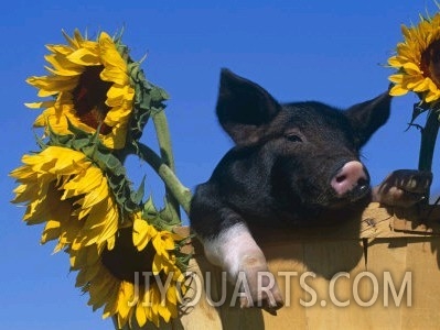 Domestic Piglet in Bucket with Sunflowers, USA