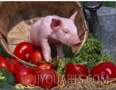 Domestic Piglet, in Bucket with Apples, Mixed Breed, USA