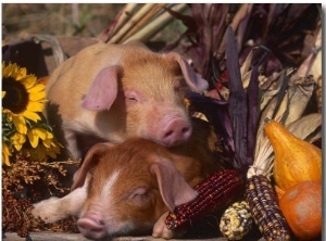 Domestic Piglets, Resting Amongst Vegetables, USA