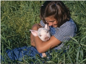 Girl Holding Domestic Piglet, Mixed Breed, USA