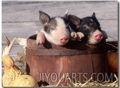Mixed Breed Piglets in a Barrel