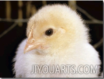 Portrait of a Chick, 3 Week Old