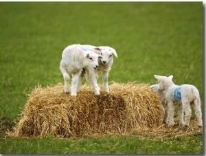 Sheep, Lambs Playing on Straw Bale, Scotland