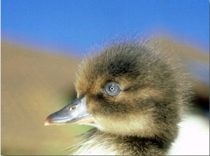 Tufted Duck, Young, England, UK