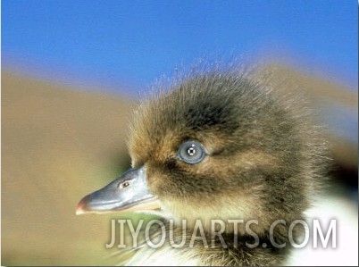 Tufted Duck, Young, England, UK