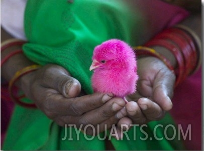 Woman and Chick Painted with Holy Color, Orissa, India