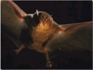 A Leaf Nosed Bat Illuminated by a Cameras Flash