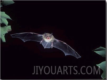 A Little Brown Bat in Flight Echolocating at Night, Myotis Lucifugus, North America