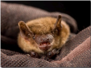 Big Brown Bat at the Sunset Zoo, Kansas