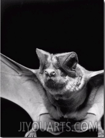 California Mastiff Bat, A.K.A. Eumops