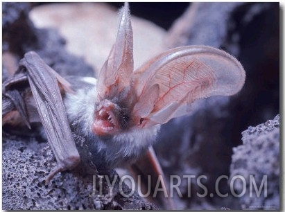 Excellent Close Up of the Spotted Bat