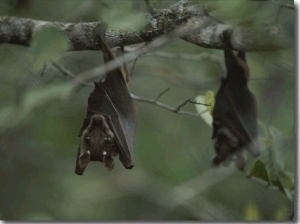 Fruit Bat Hangs Upside down from a Tree in Loango National Park