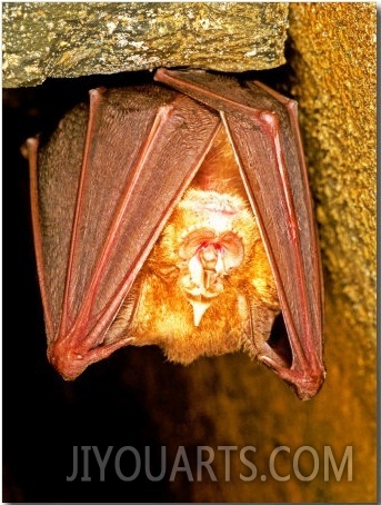 Greater Horseshoe Bat, Adult Sleeping in a Cave, Italy