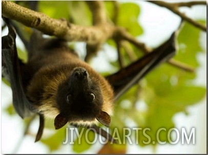 Indian Flying Fox from the Sedgwick County Zoo, Kansas