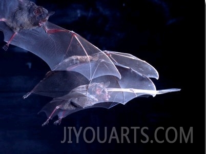 Leaf nosed Fruit Bat Triple in Flight, Native to South America