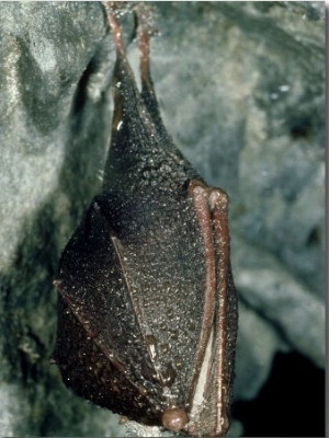 Lesser Horseshoe Bat, Hibernating, Mid Wales