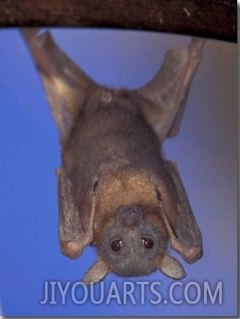 Little Red Flying Fox Hanging on a Tree, Northern Territory, Australia