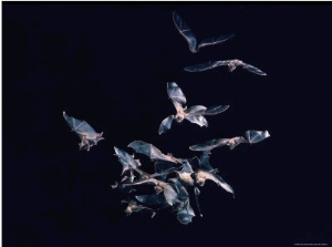 Pack of Spear Nosed Bats in Flight at Yale