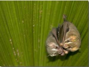 Two Tent Making Bats Huddle Together Under Palm (Artebius Watsonii)