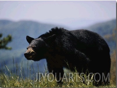 Black Bear