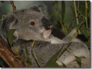 A Koala Clings to a Eucalyptus Tree in Eastern Australia