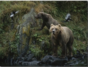 A Pair of Grizzly Bears Spook Some Birds at Waters Edge