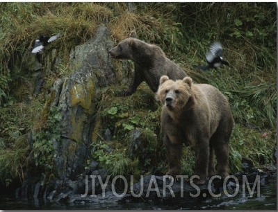 A Pair of Grizzly Bears Spook Some Birds at Waters Edge