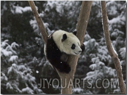Panda Cub Playing on Tree in Snow, Wolong, Sichuan, China