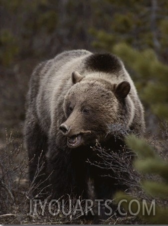 A Grizzly Wanders Through the Forest Looking for a Meal