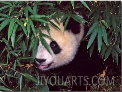 Panda Cub in the Bamboo Bush, Wolong, Sichuan, China