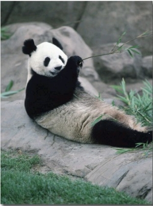 Giant Panda Bear Eating, Metro Toronto Zoo, Canada