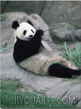 Giant Panda Bear Eating, Metro Toronto Zoo, Canada