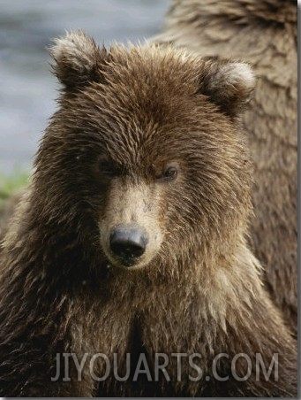 A Close View of the Face of a Grizzly Bear