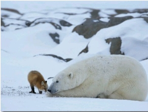 A Red Fox, Vulpes Vulpes, Noses a Polar Bear, Ursus Maritimus