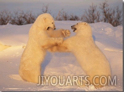 A Pair of Polar Bears, Ursus Maritimus, Frolic in a Snowy Landscape