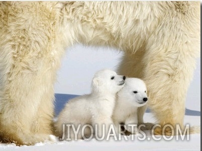 Polar Bear Mother with Twin Cubs, Wapusk National Park, Churchill, Manitoba, Canada