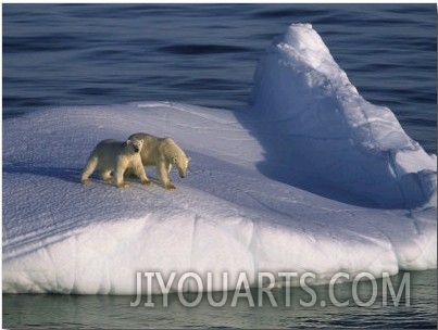 Mother Polar Bear and her Cub Ride the Open Seas Aboard an Iceberg