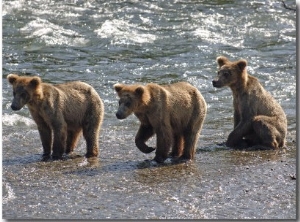 Three Grizzly Bear, Cubs (2 Year) Salmon Brooks River, Katmai National Park, Alaska, USA