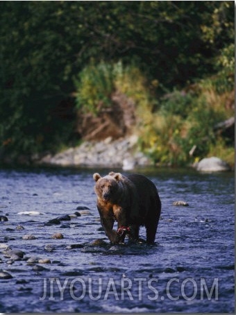 A Kodiak Brown Bear Hunts for Fish
